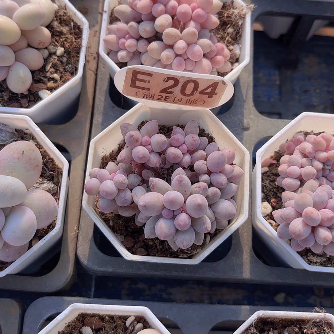 E204手指一物一拍