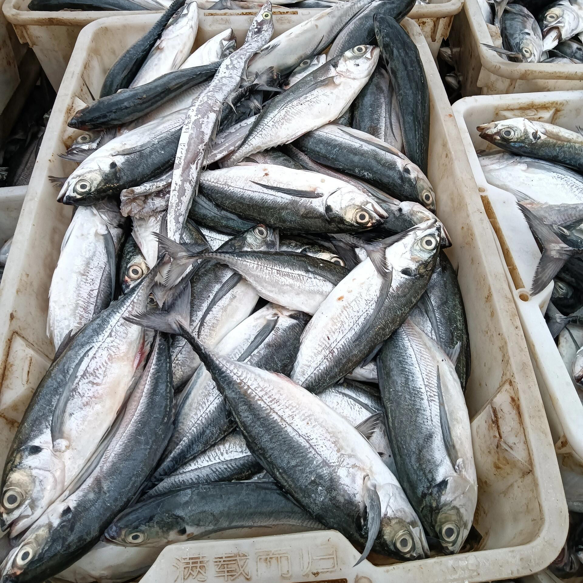 野生铁甲鱼 5斤（2-3条/斤）野生海钓铁甲鱼 速冻发货 顺丰包邮