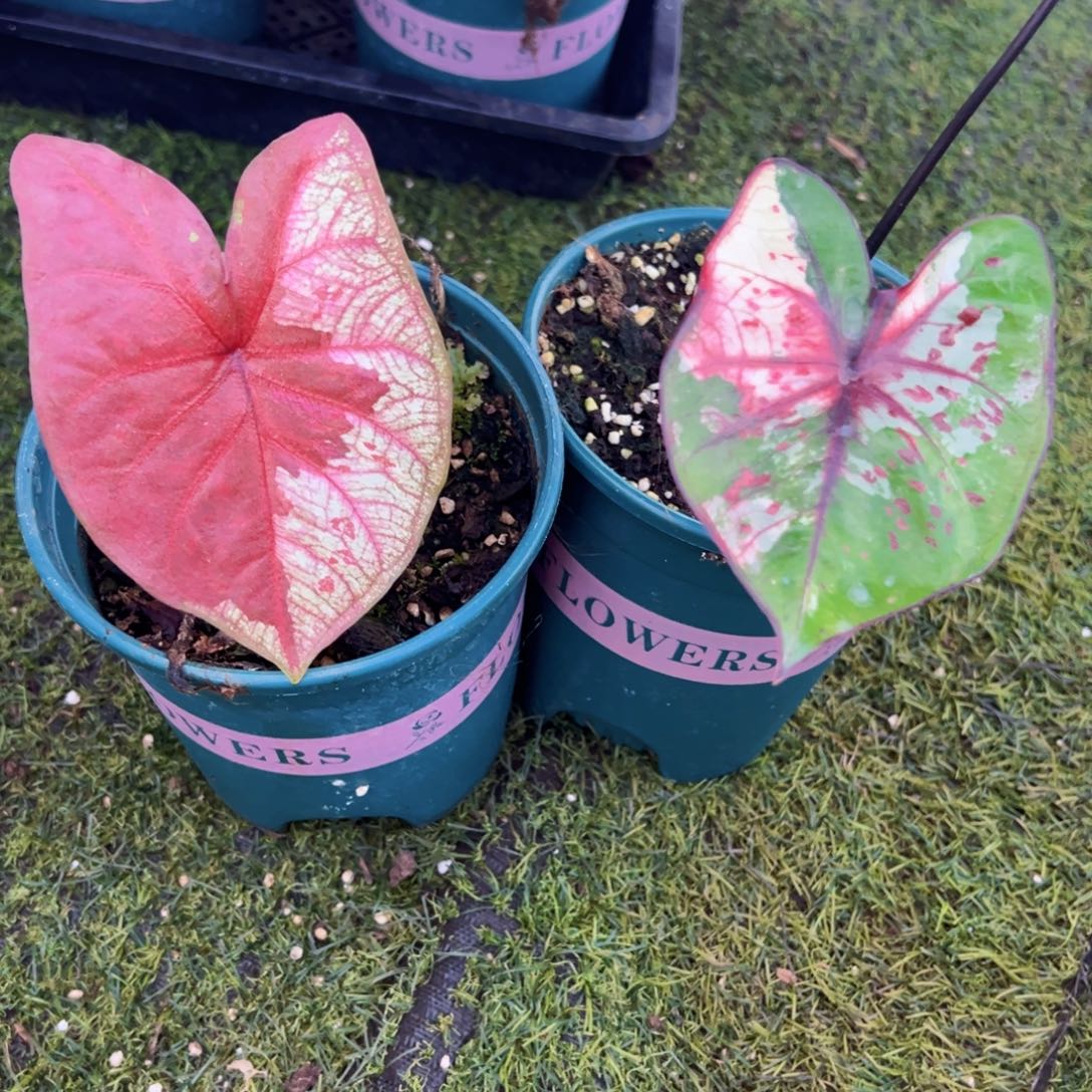 无花朵阿那亚公主组合22