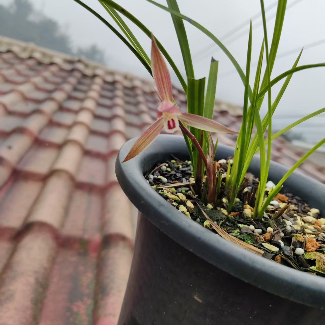 高山春兰铭品浓香型兰花室内办公室花卉绿植盆栽