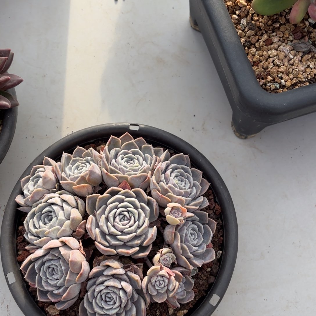 2463汉堡多肉植物