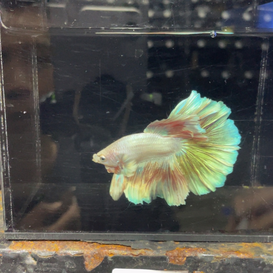 斗鱼Hahahahahah495