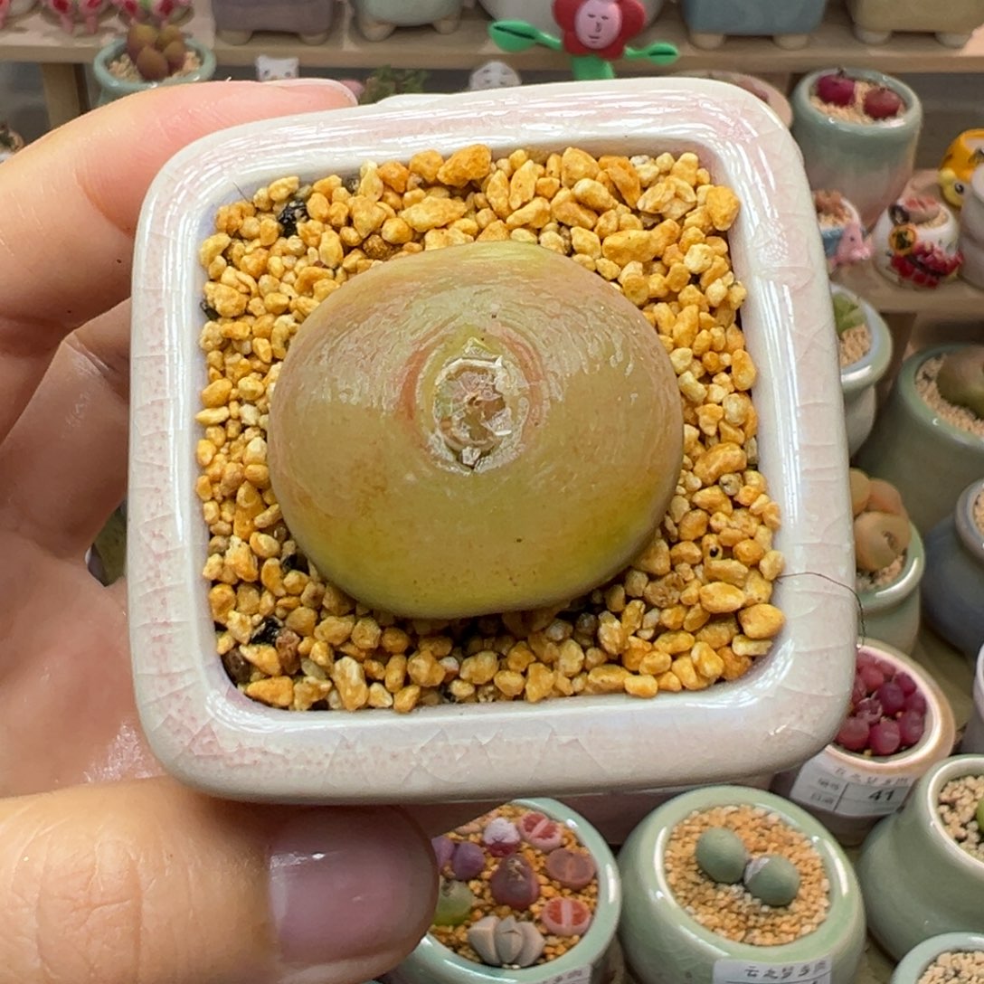 多肉植物62号毛毛