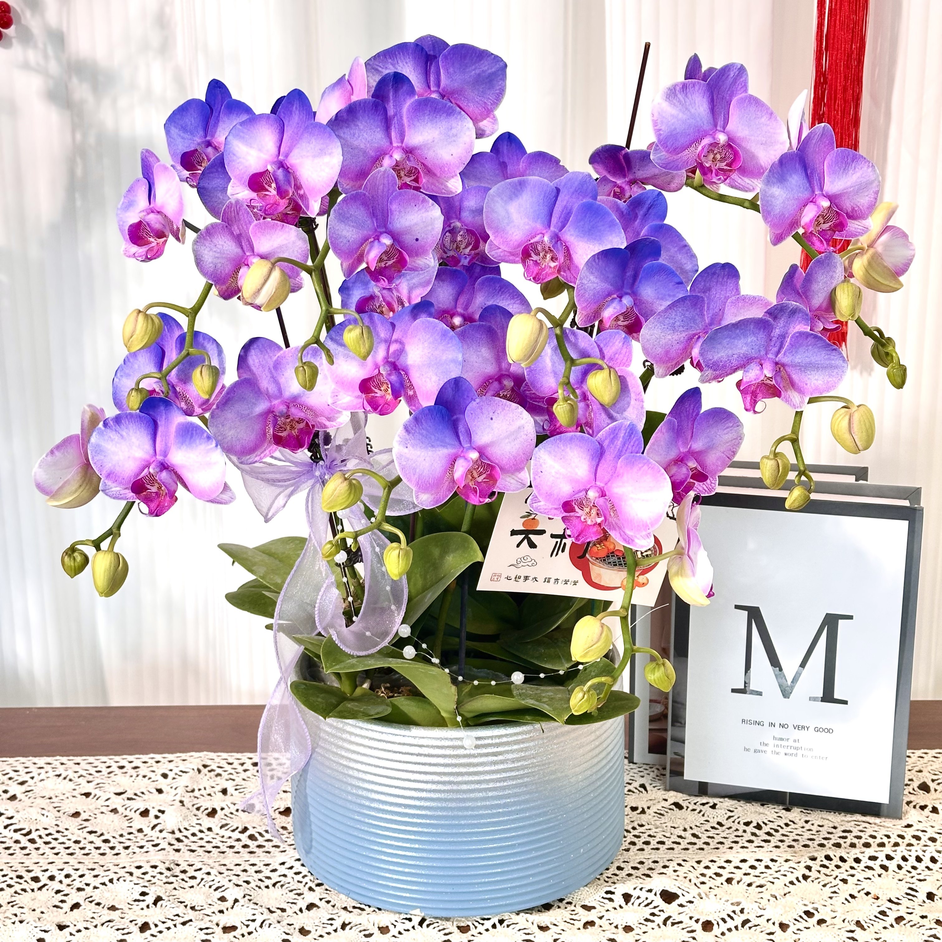 【星河】梦幻马卡龙橙色系列 蝴蝶兰苗情稀缺喷色工艺