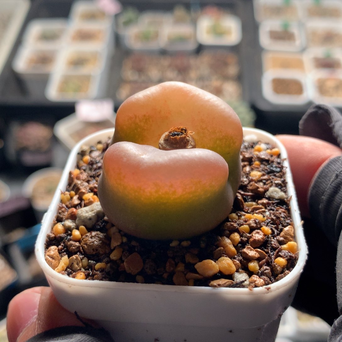 a949母本母本母本