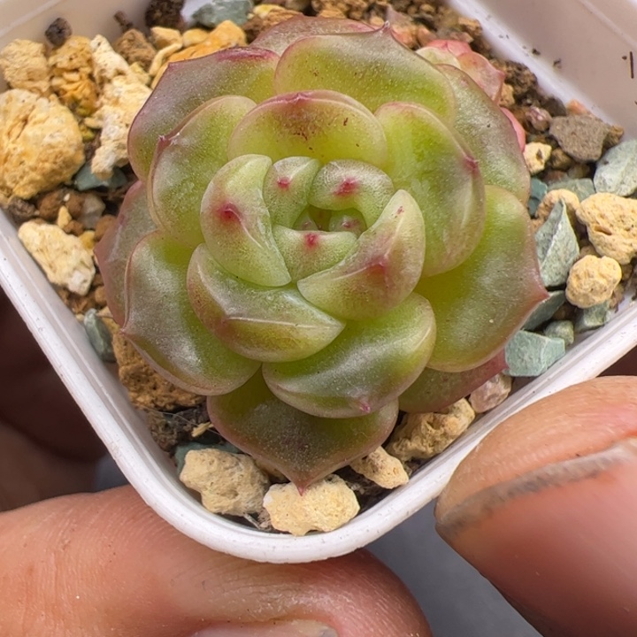 珍妮一物一拍精品糖心，尺寸不大介意勿拍