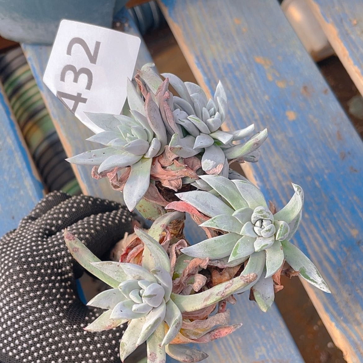 【闪购商品】刘丹白豪自己发根