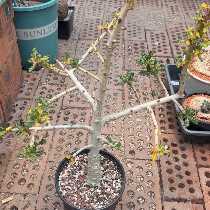 娜娜乳香1500 仙人球