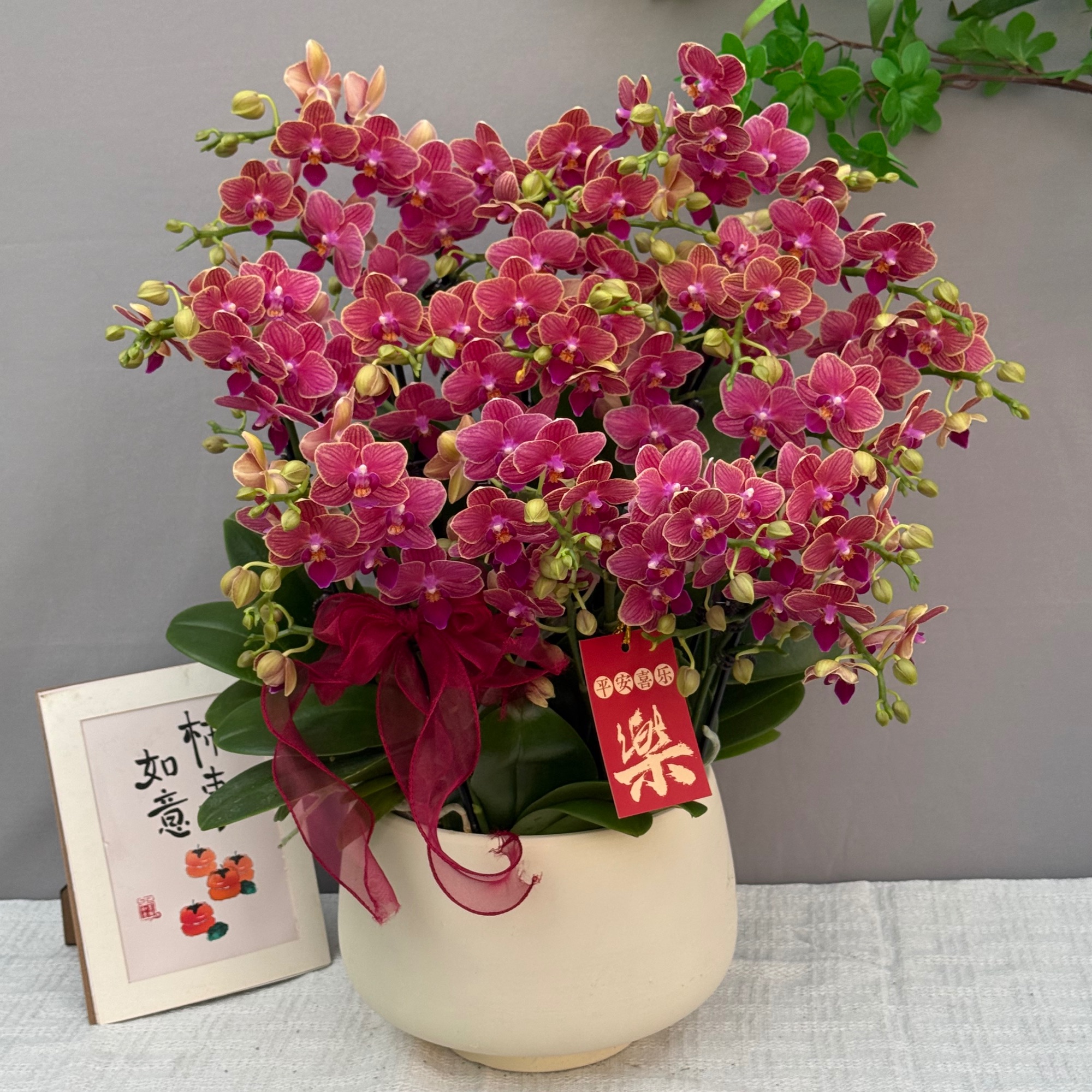 蝴蝶兰<鸿运>鲜花 绿植 北欧风 好养花期长 年宵花 室内欣赏