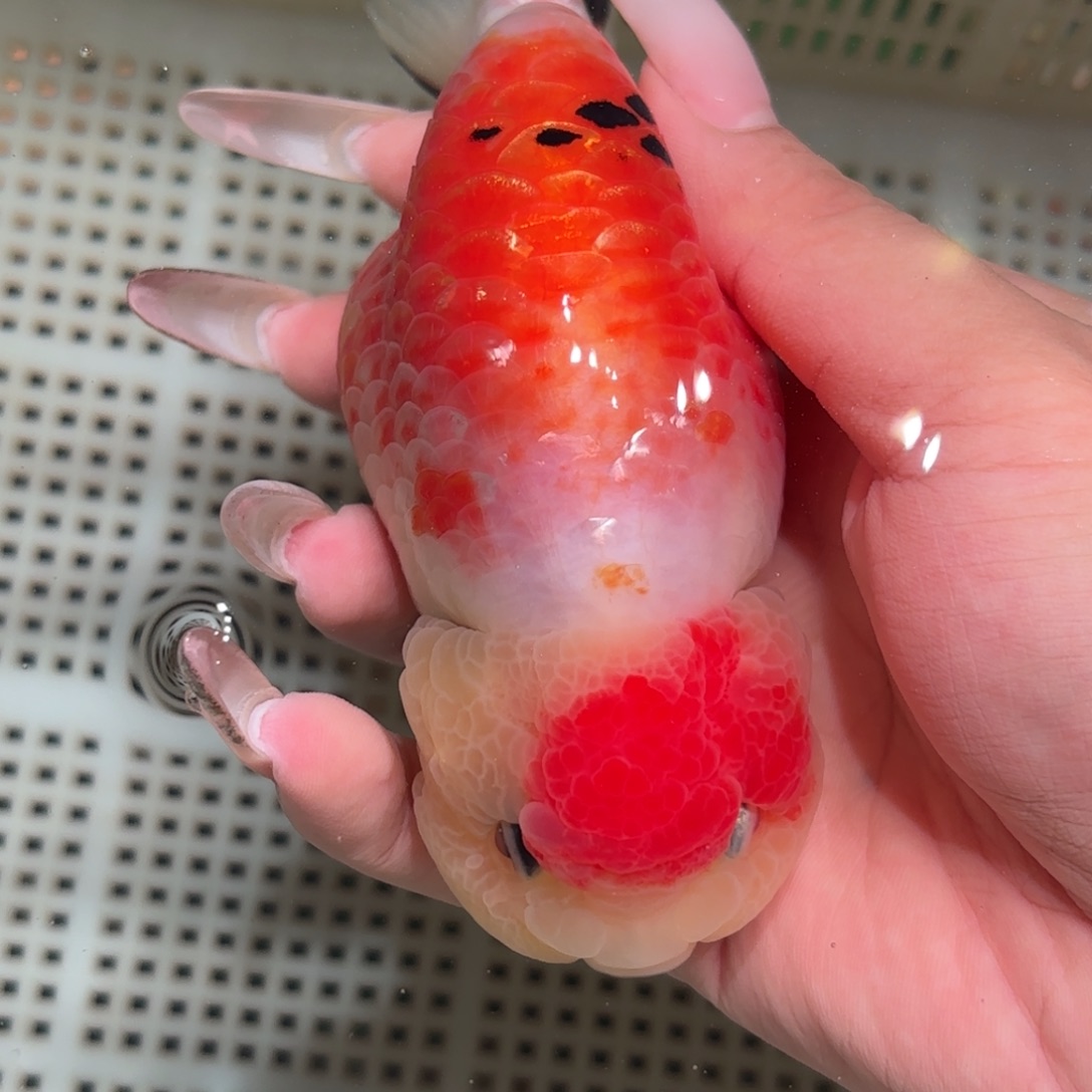 地***客金鱼拍包装包邮，不拍包装运费到付