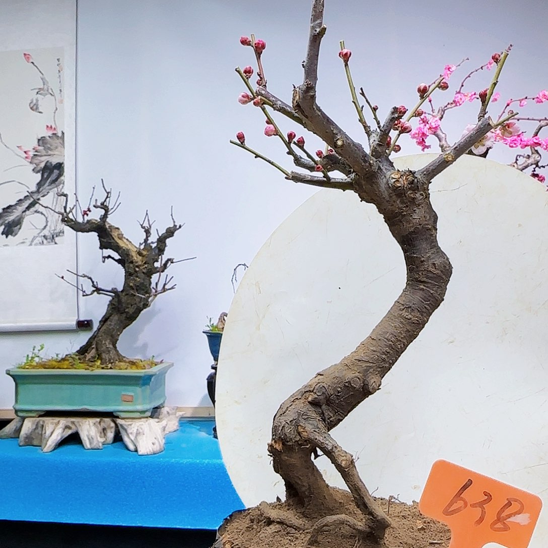 红陶七**品cv b n k k