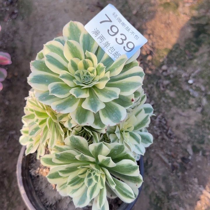 7939迈巴赫多肉植物