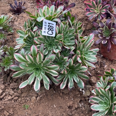 881安娜不包断枝