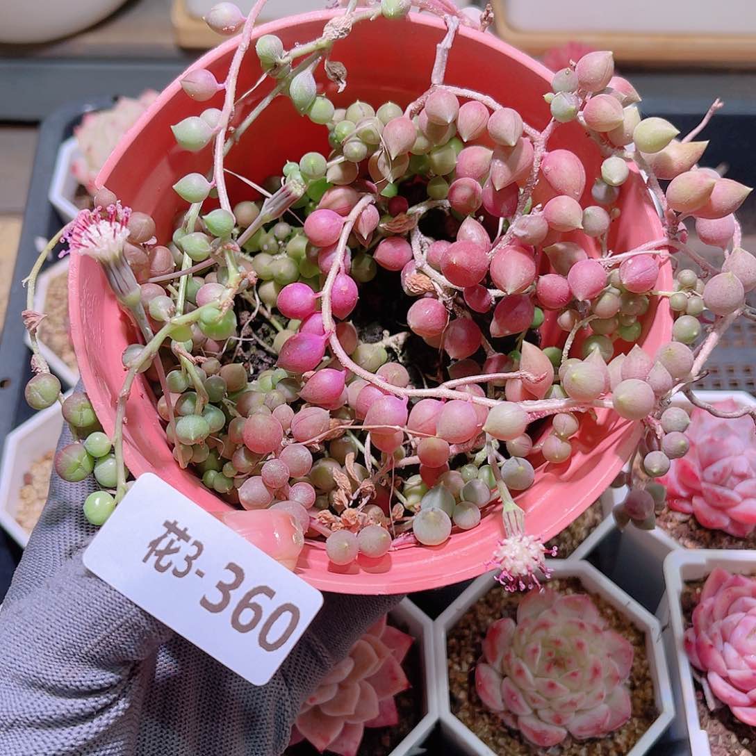 花03-360佛珠含盆土