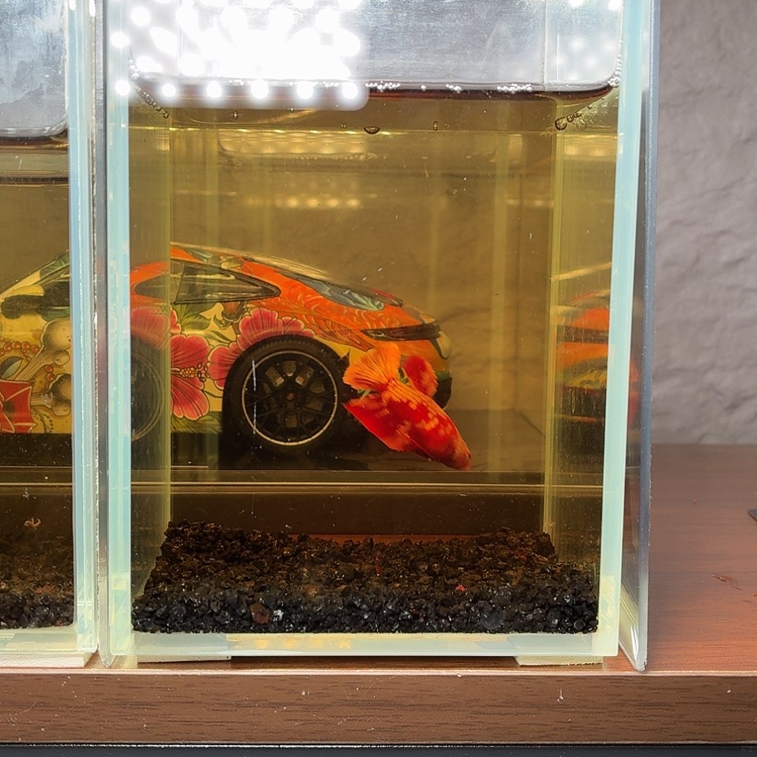 斗鱼红金将军母鱼