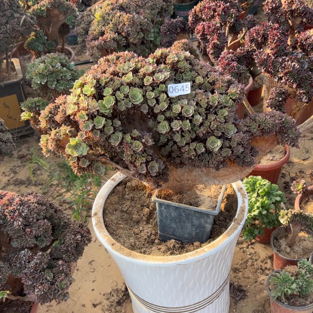 万朵缀645冠服53厘米