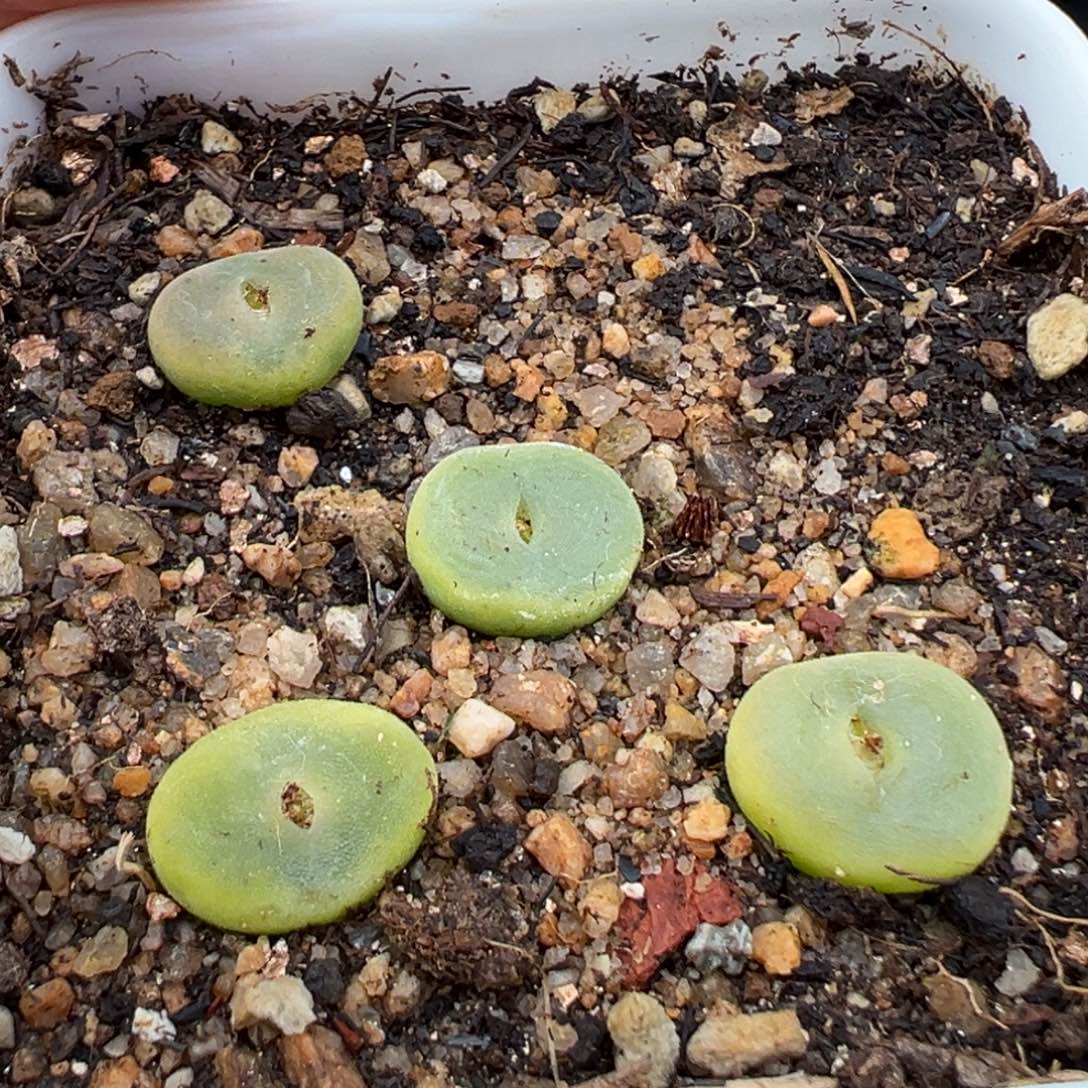 1.21好看的多肉046