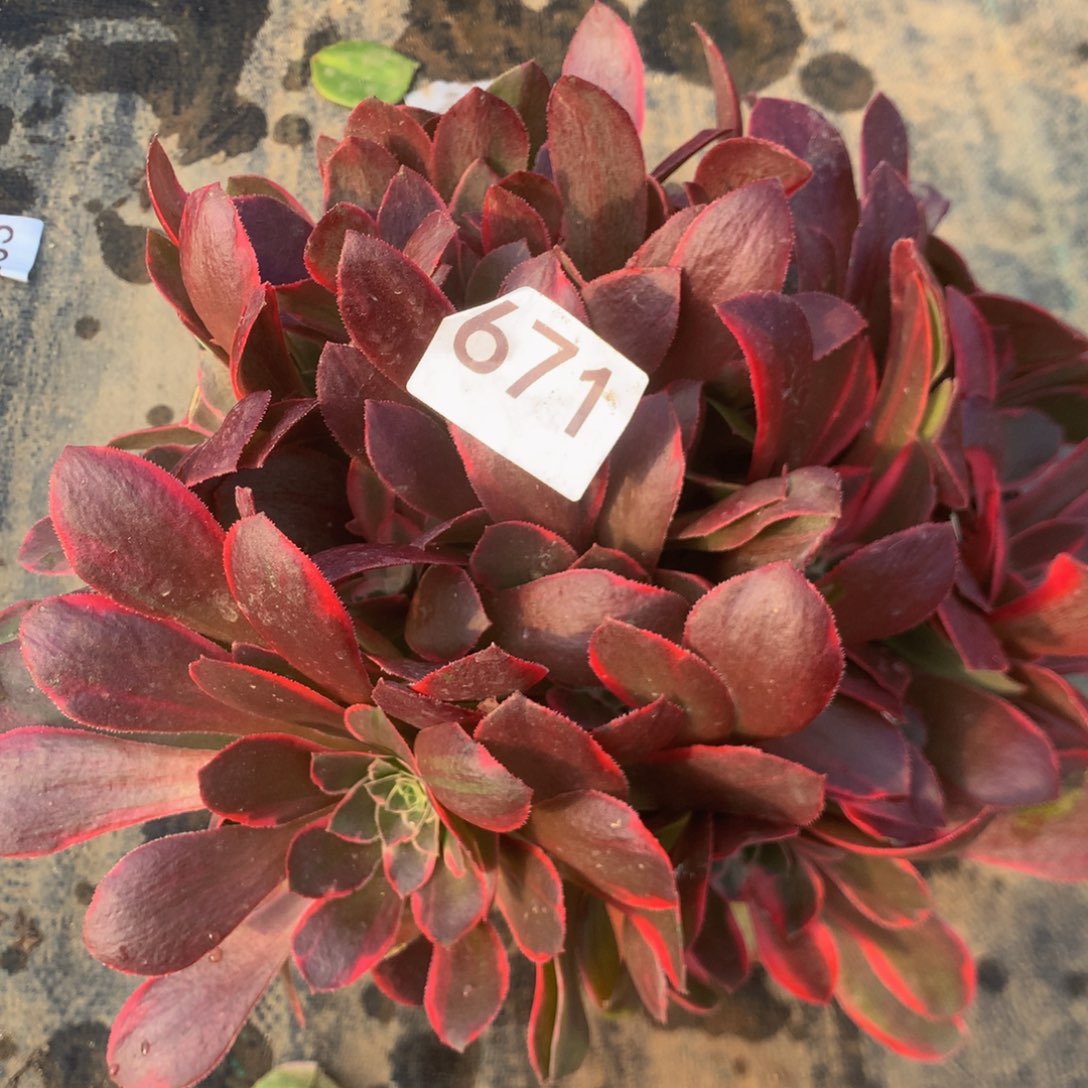 671女妖多肉植物