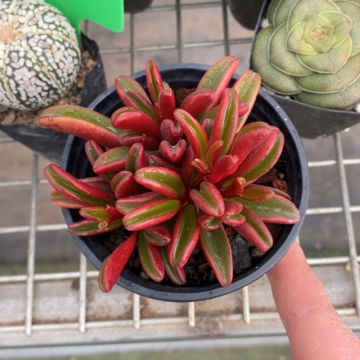 伯克利和格蕾纳等著名音乐家