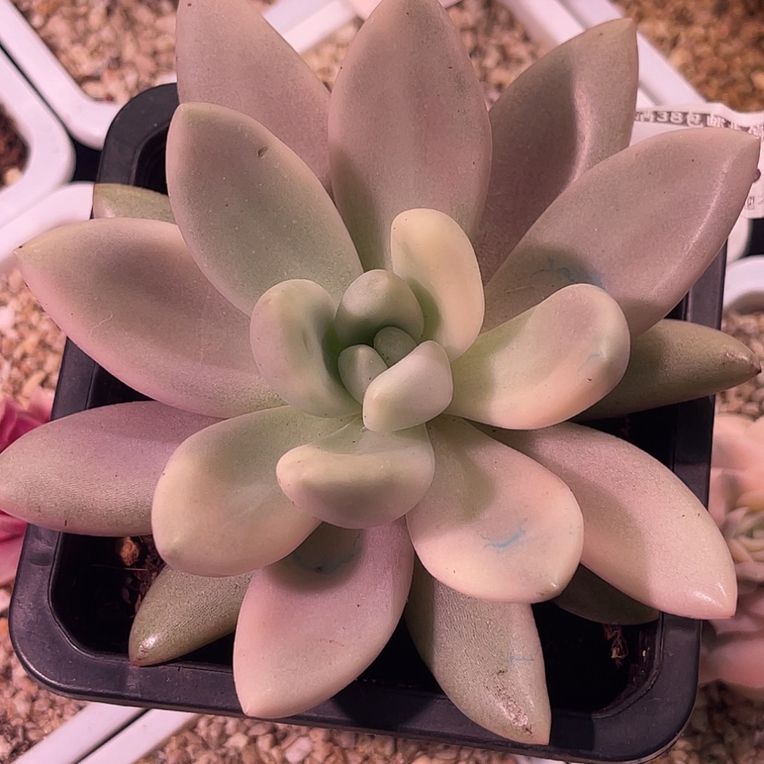 尚品园艺福利锦8358