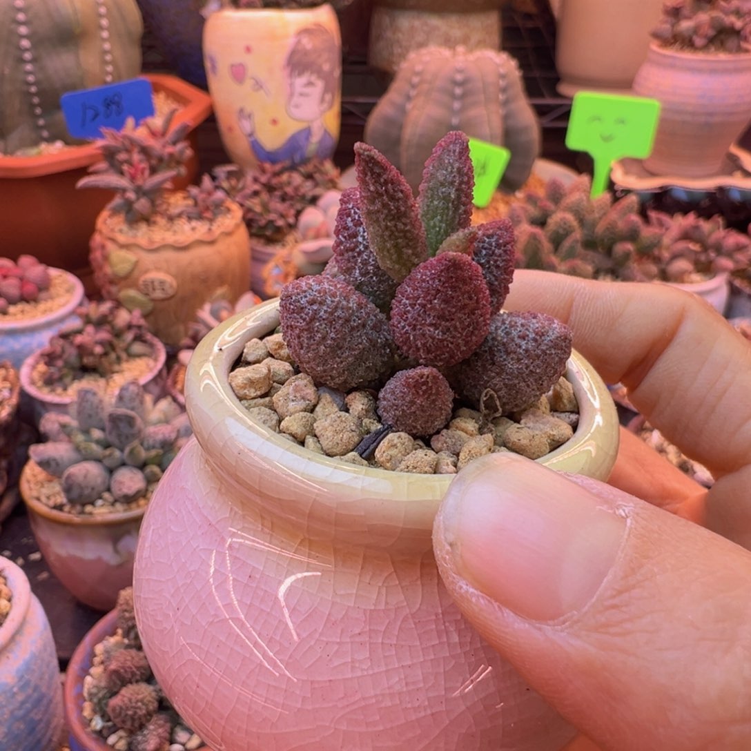 甜***水好的好吧我也不知道怎么说