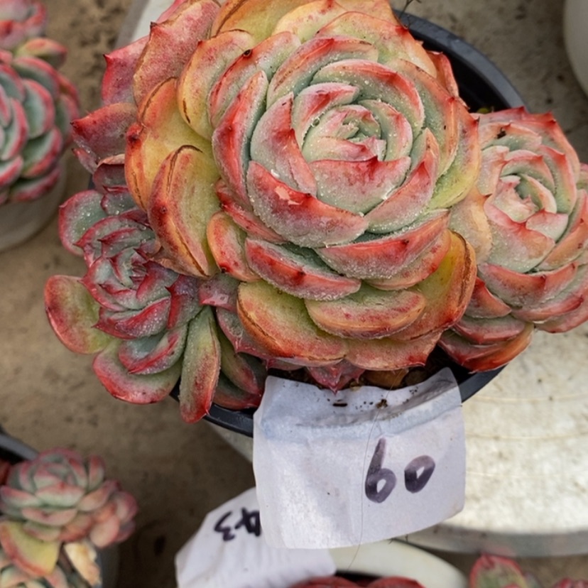 【闪购商品】花**夏多肉植物