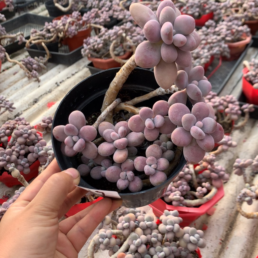 桃蛋老桩不带盆59号