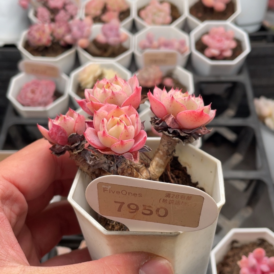****王奶油黄桃7950-8.5厘米