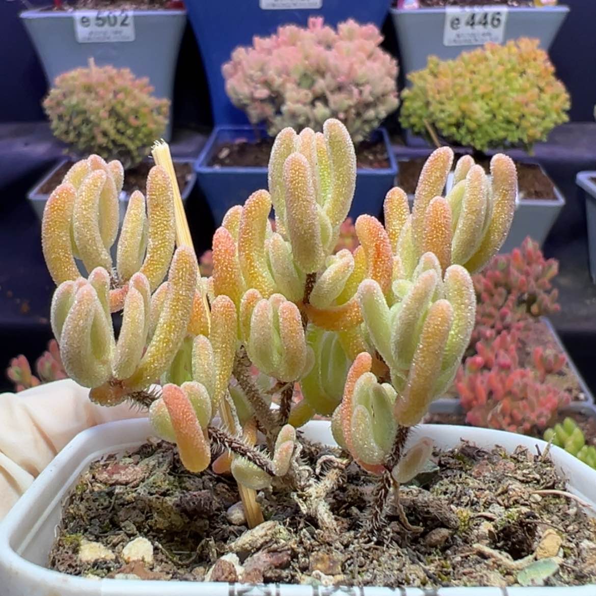 【闪购商品】e447小橙叶锦枝干番杏
