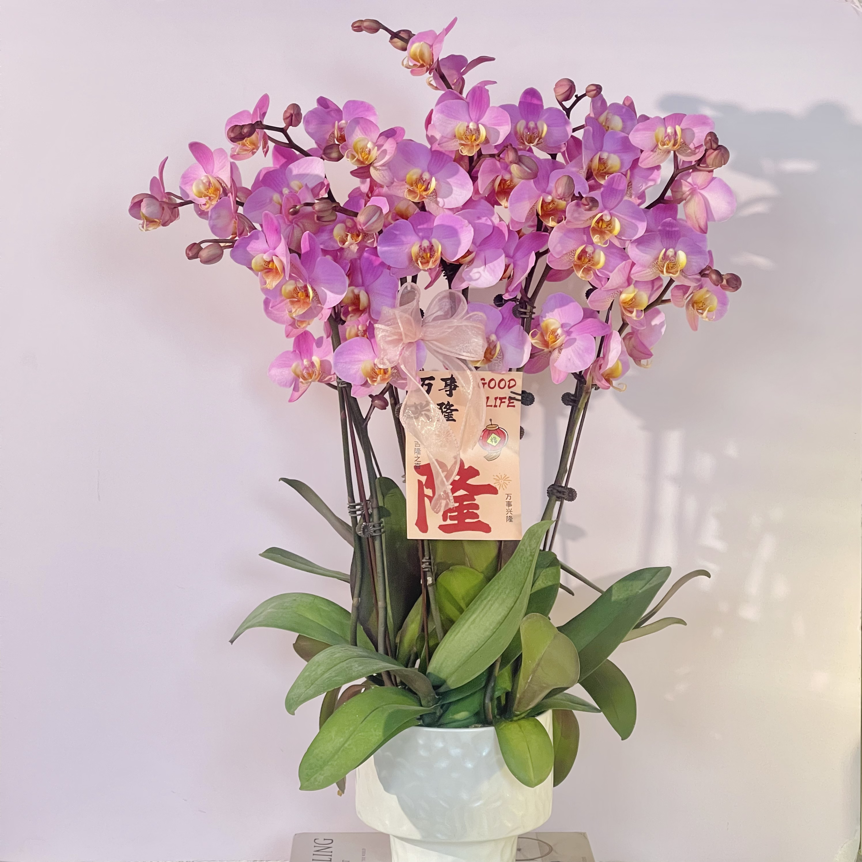 上新福利 淡雅仙女粉色系中大花型蝴蝶兰【博蒙特】 好养耐养 