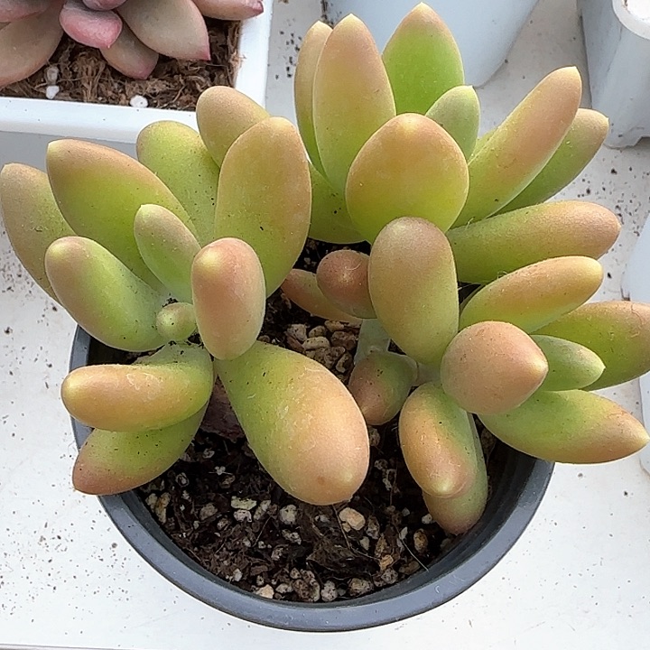 青蛙王子儿童牙膏111