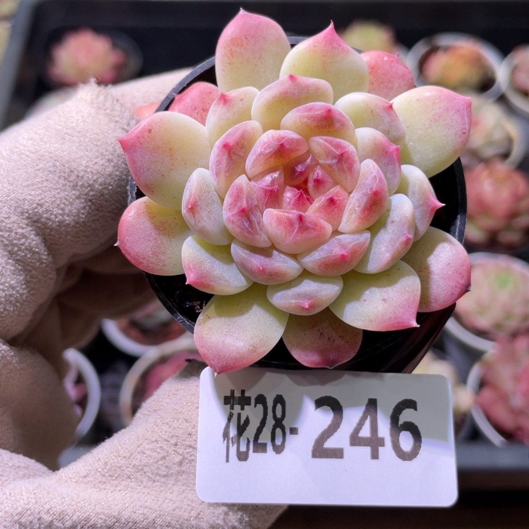 花利美28-246秘境冰魄