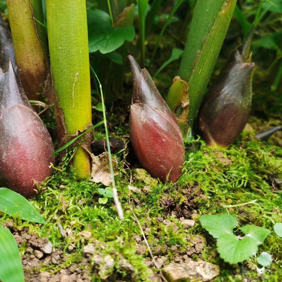 新鲜野生洋荷姜农家美味2/6斤包邮