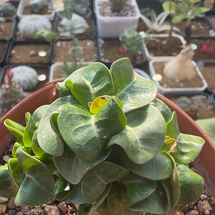 卡沙羊角沙漠玫瑰