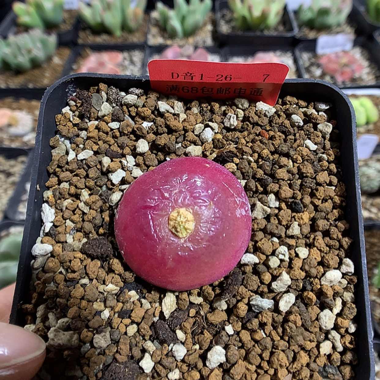 【闪购商品】1-26-7 灯泡一颗