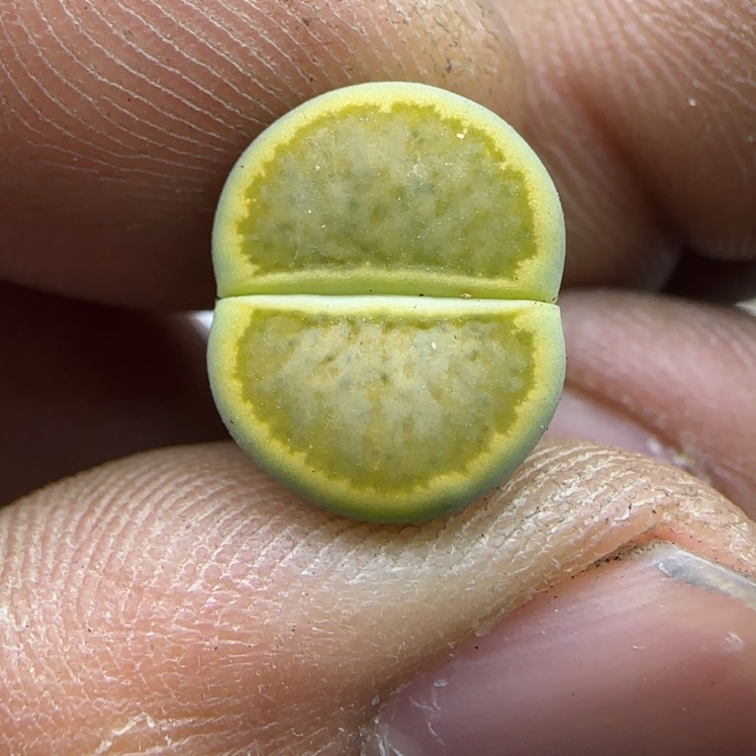 817 生石花大棚直播
