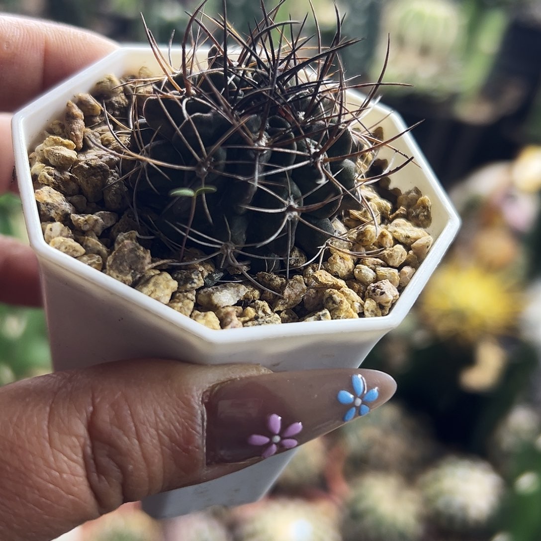 寒山仙人球111111