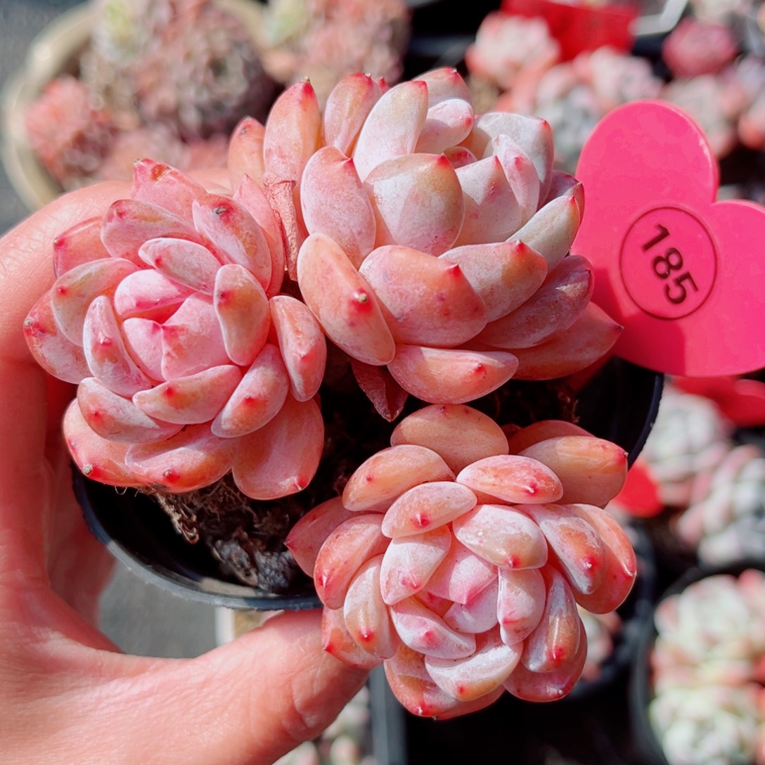 185号小老桩橙梦露群