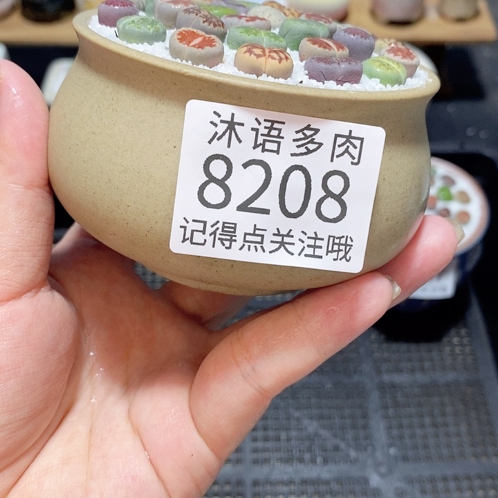 带盆土植物 精美盆栽8208