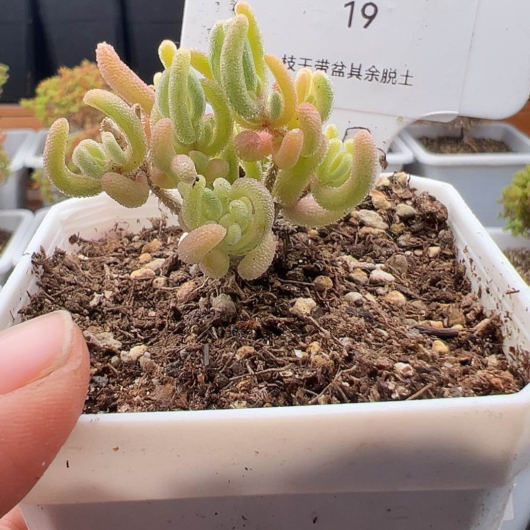 1*19号橙叶双色锦12.7多肉