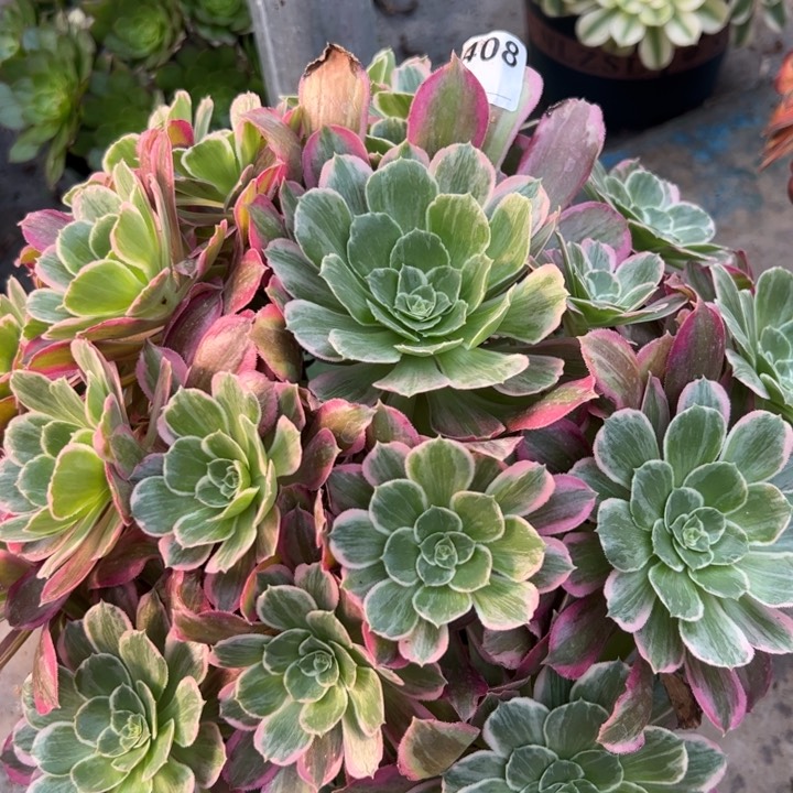 408浣纱32厘米左右