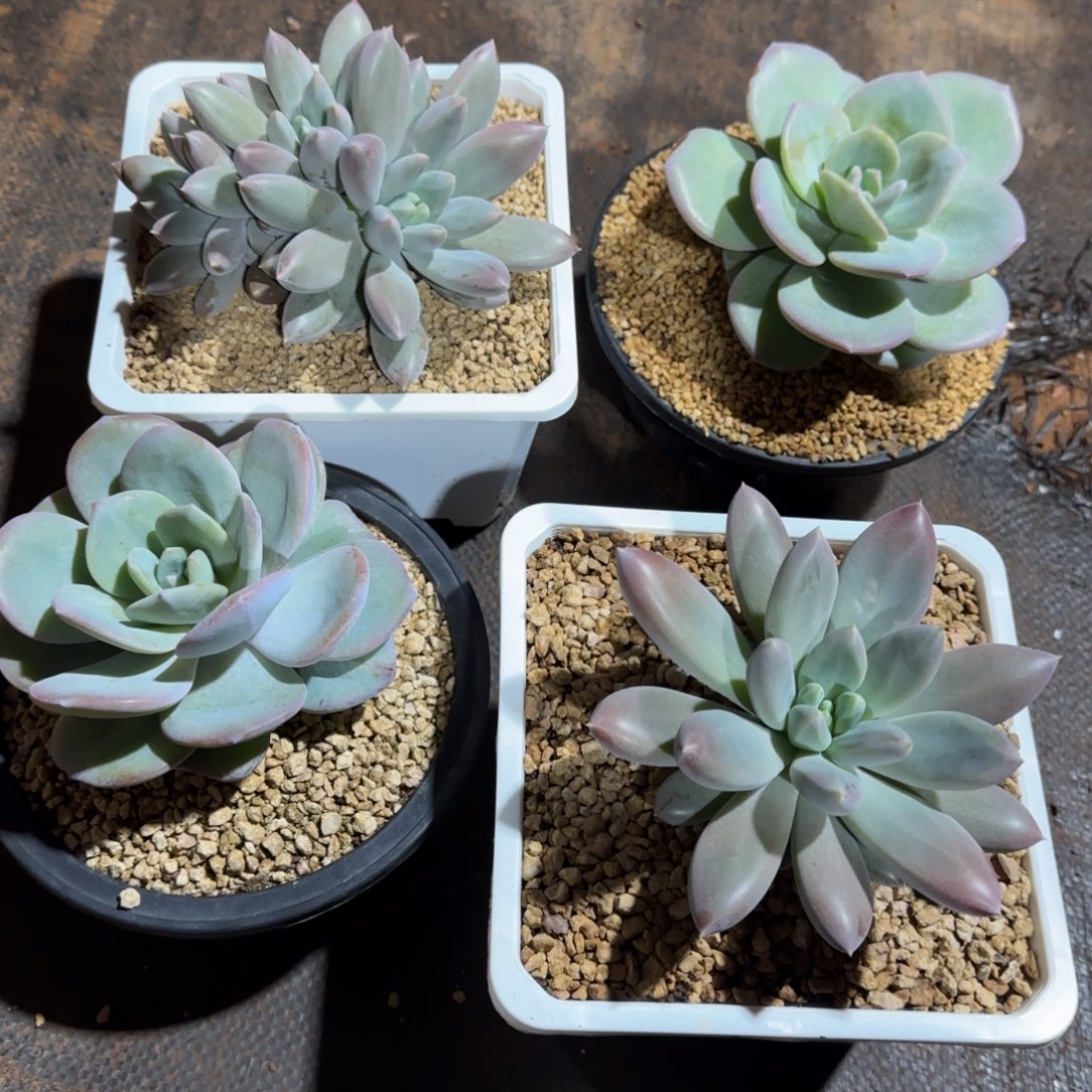 两颗奶茶➕两颗哥特