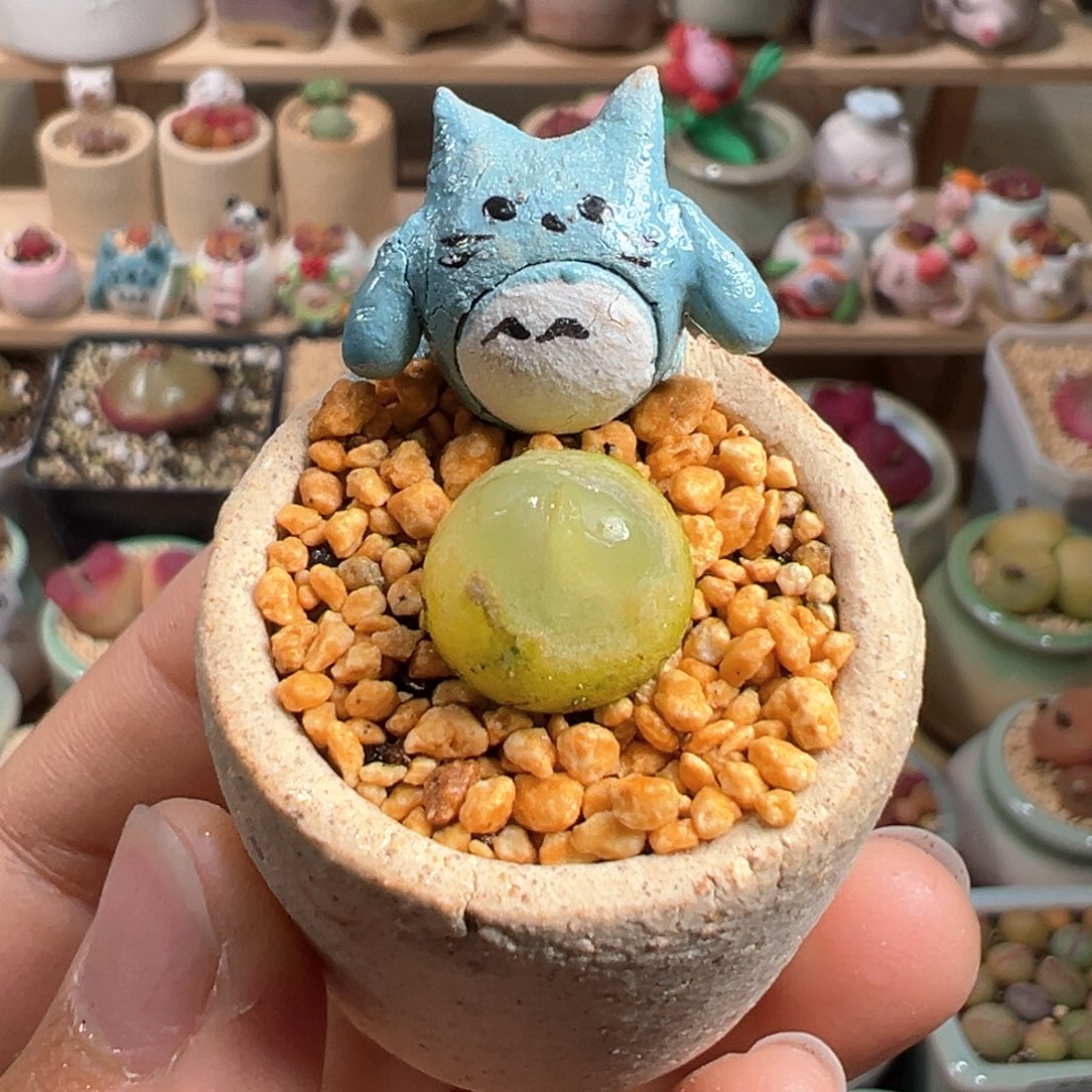 多肉植物72号拉登