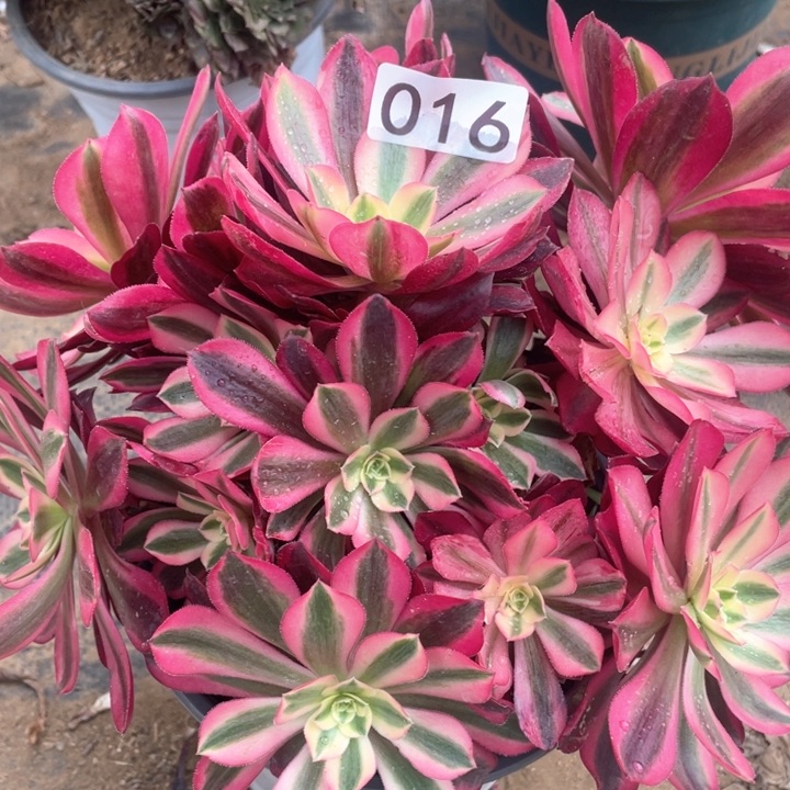 016多肉植物美杜莎