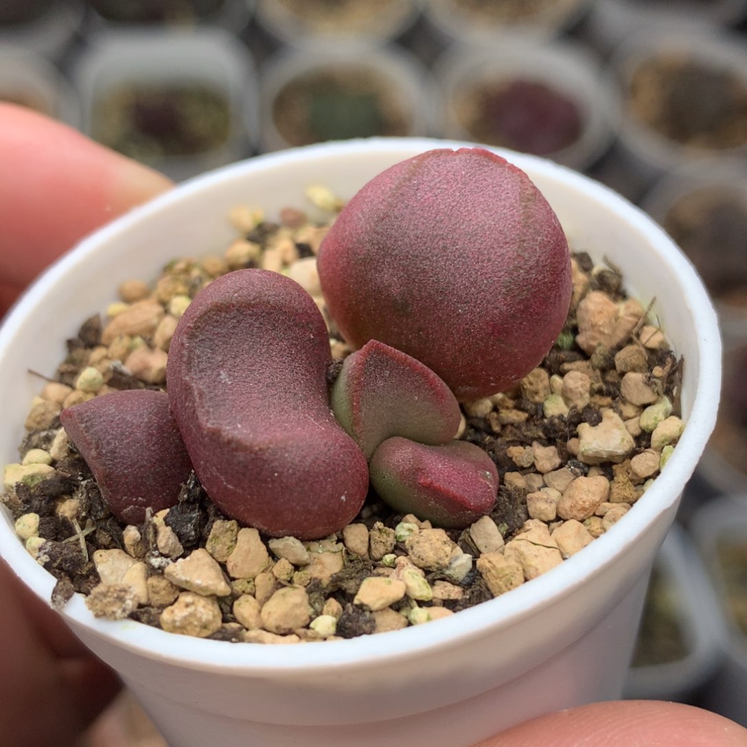 实生水泡一物一拍