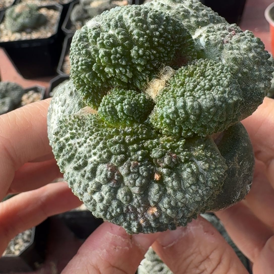 【闪购商品】超大尤哥斯拉226