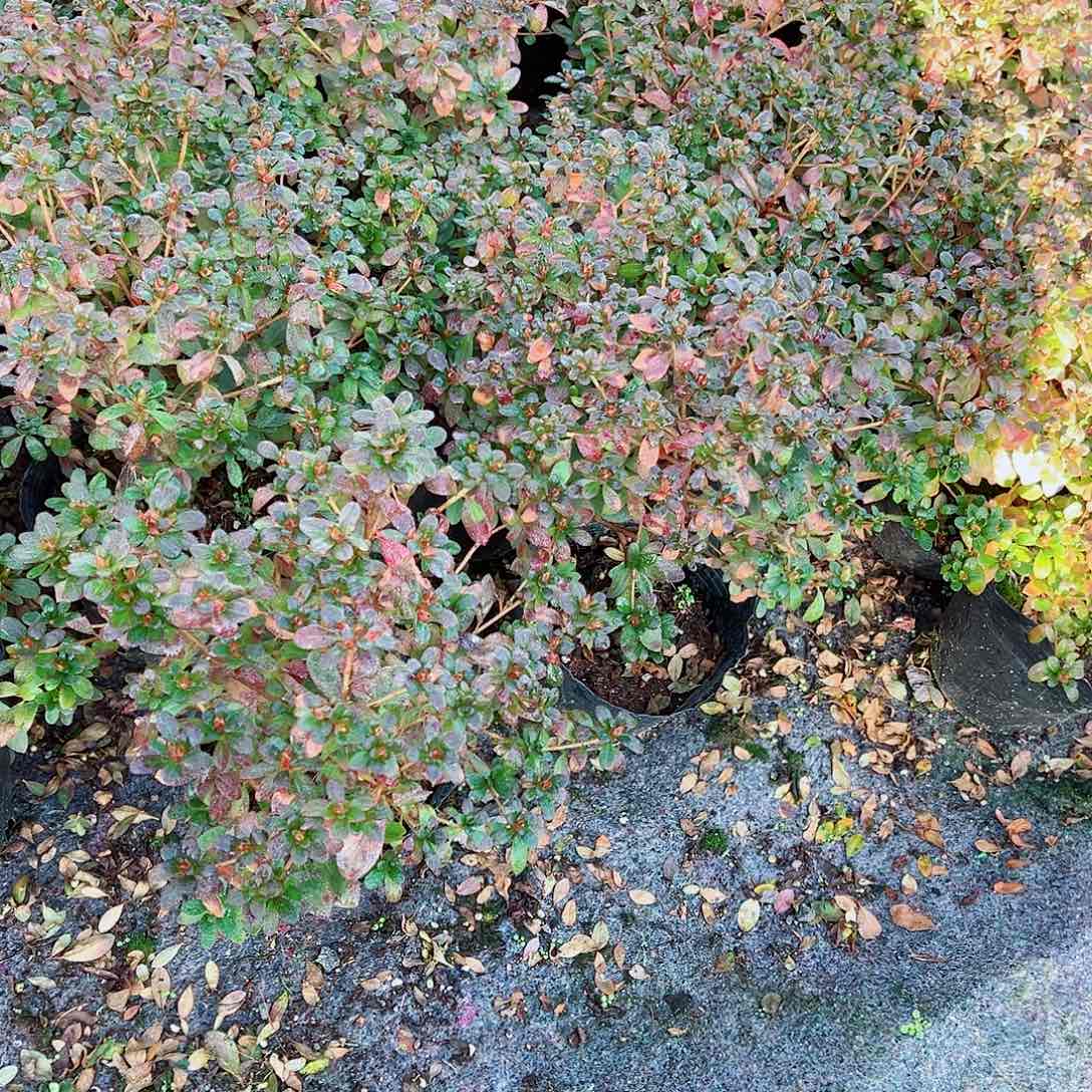 无花朵盆景皋月杜鹃深山满月