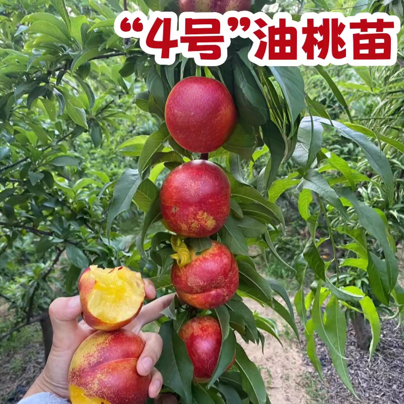 油桃4号油桃早熟嫁接桃树苗盆栽地栽南方北方种植耐旱耐寒