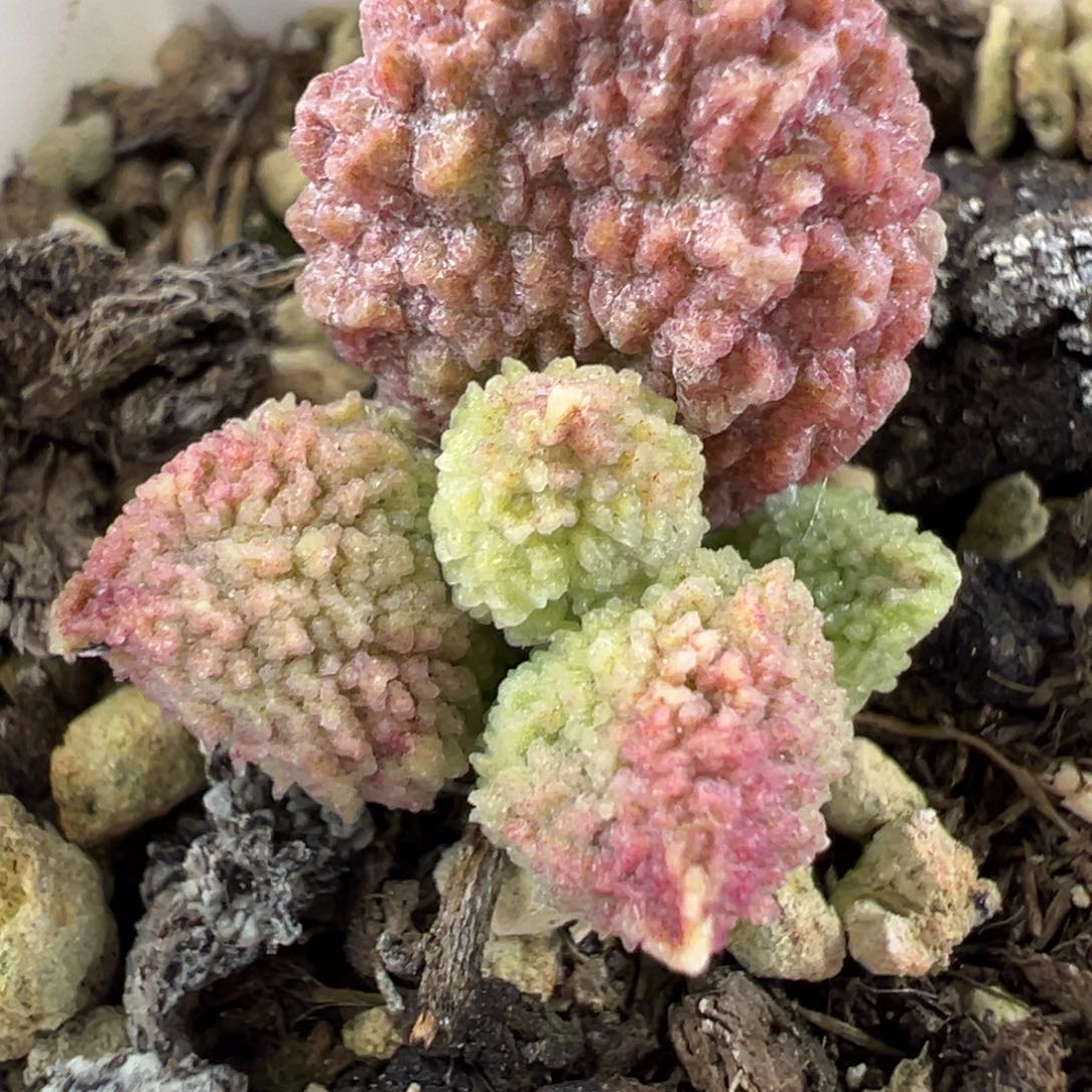 实生新品多肉植物水泡