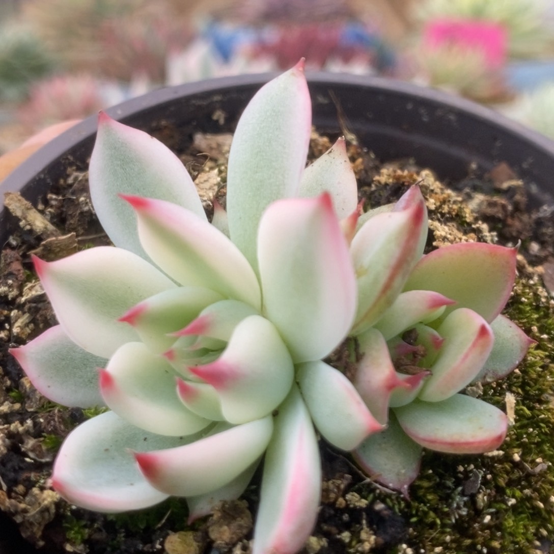 196锦锦锦锦锦锦锦锦锦锦